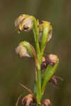 Giant orchid